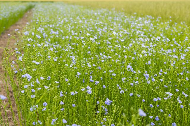 Flax plants with blue flowers